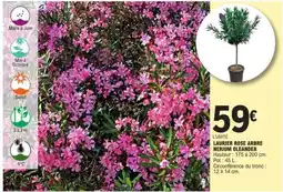 E.Leclerc LAURIER ROSE ARBRE NERIUM OLEANDER offre