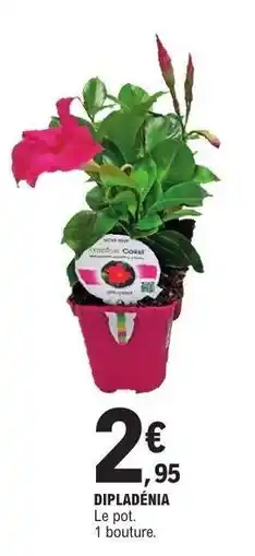 E.Leclerc Dipladenia offre