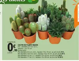 E.Leclerc Cactus ou plante grasse offre