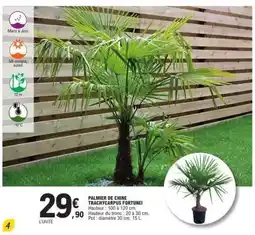 E.Leclerc PALMIER DE CHINE TRACHYCARPUS FORTUNEI offre