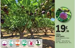 E.Leclerc FIGUIER FICUS CARICA offre