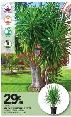 E.Leclerc YUCCA ELEPHANTIPES 3 TÊTES offre
