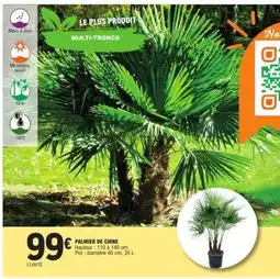 E.Leclerc Palmier de Chine offre