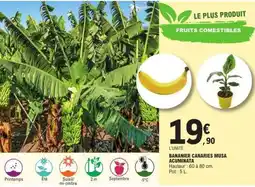 E.Leclerc BANANIER CANARIES MUSA ACUMINATA offre