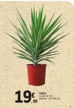 E.Leclerc YUCCA offre