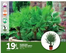 E.Leclerc Palmier Nain Chamaerops Humilis offre