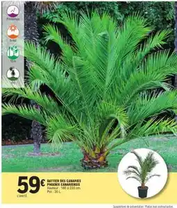 E.Leclerc DATTIER DES CANARIES PHOENIX CANARIENSIS offre