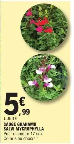 E.Leclerc SAUGE GRAHAMII SALVI MYCROPHYLLA offre