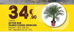 E.Leclerc DATTIER NAIN PALMIER PHOENIX ROEBELENII offre