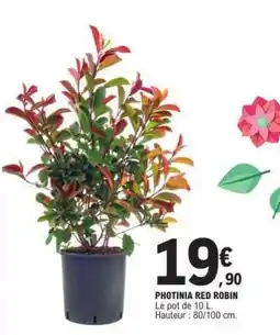 E.Leclerc Photinia Red robin offre