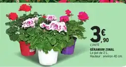 E.Leclerc Geranium Zonal offre