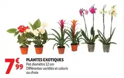 Auchan Plantes exotiques offre