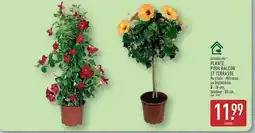 ALDI PLANTE POUR BALCON ET TERRASSE offre