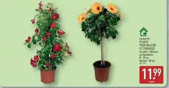 PLANTE POUR BALCON ET TERRASSE