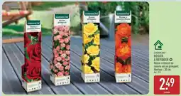 ALDI GARDENLINE ROSIER À REPIQUER offre