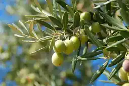 Jardiland Ecloz olivier ecloz offre