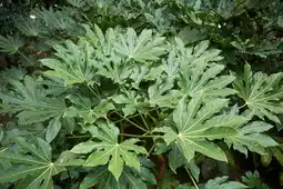 Jardiland Ecloz fatsia du japon ecloz offre