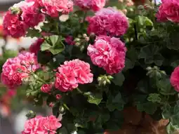 Jardiland Ecloz géranium lierre simple & double ecloz offre