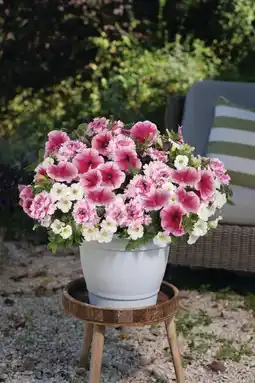 Jardiland Mélange d'annuelles offre