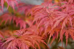 Jardiland Ecloz érable du japon ecloz offre