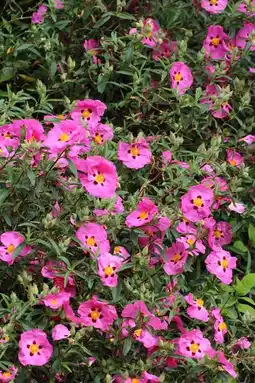 Jardiland Collection de cistes offre