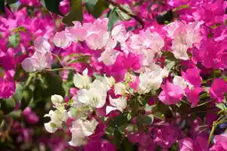 Jardiland Bougainvillier offre