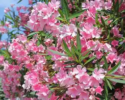 Jardiland Ecloz laurier-rose ecloz offre