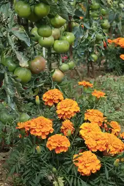 Jardiland Œillet d'inde offre