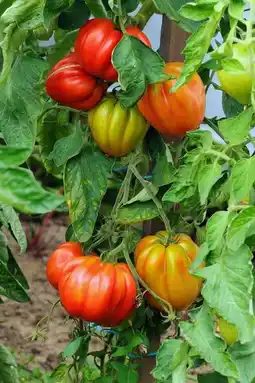 Jardiland Tomate greffée offre