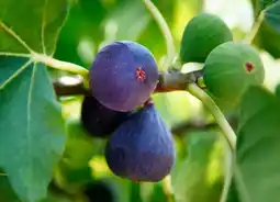 Jardiland Invivo nous on sème figuiers en variétés bio invivo nous on sème offre