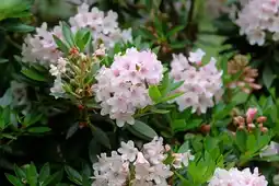 Jardiland Rhododendron bloombux offre