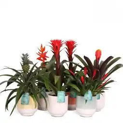 Jardiland Ecloz bromélia ecloz offre