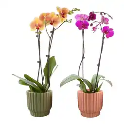 Jardiland Ecloz phalaenopsis ecloz offre