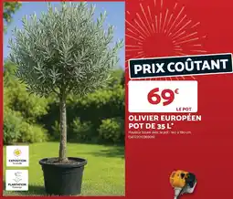 Bricomarché Olivier européen pot de offre