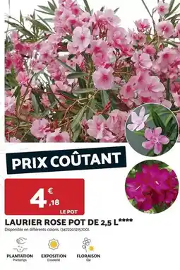 Bricomarché Plantation - laurier rose pot de 2,5 l offre
