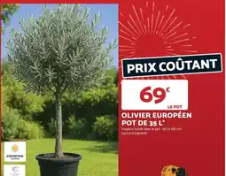 Bricomarché Olivier européen offre