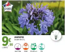 E.Leclerc AGAPANTHE offre