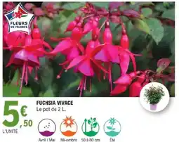 E.Leclerc FUCHSIA VIVACE offre