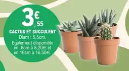 E.Leclerc Cactus et succulent offre