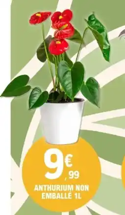 E.Leclerc Anthurium non emballé offre