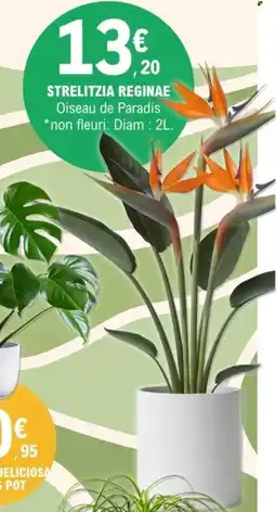 E.Leclerc Strelitzia reginae offre