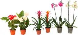 Auchan Sans marque plantes exotiques offre