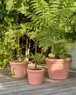 Auchan Gardenstar pot terre cuite tradition offre