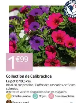 Jardiland Mars - collection de calibrachoa offre