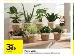Carrefour Drive Plante verte offre