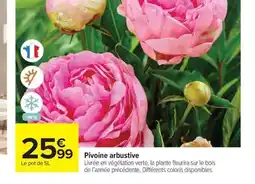 Carrefour Drive Pivoine arbustive offre