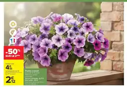 Carrefour Drive Plantes à massif offre