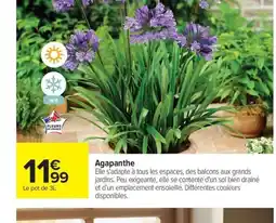 Carrefour Drive Agapanthe offre