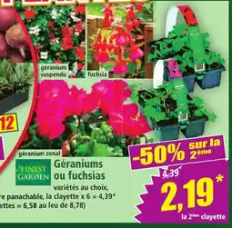Norma FINEST GARDEN Géraniums ou fuchsias offre