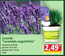 Norma Lavande Lavandula angustifolia offre